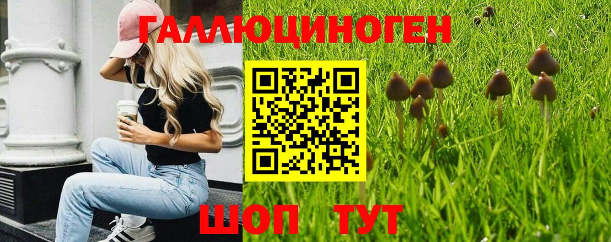 Псилоцибиновые грибы Cubensis Кинешма